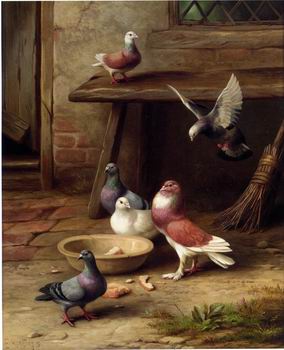 Pigeons 194